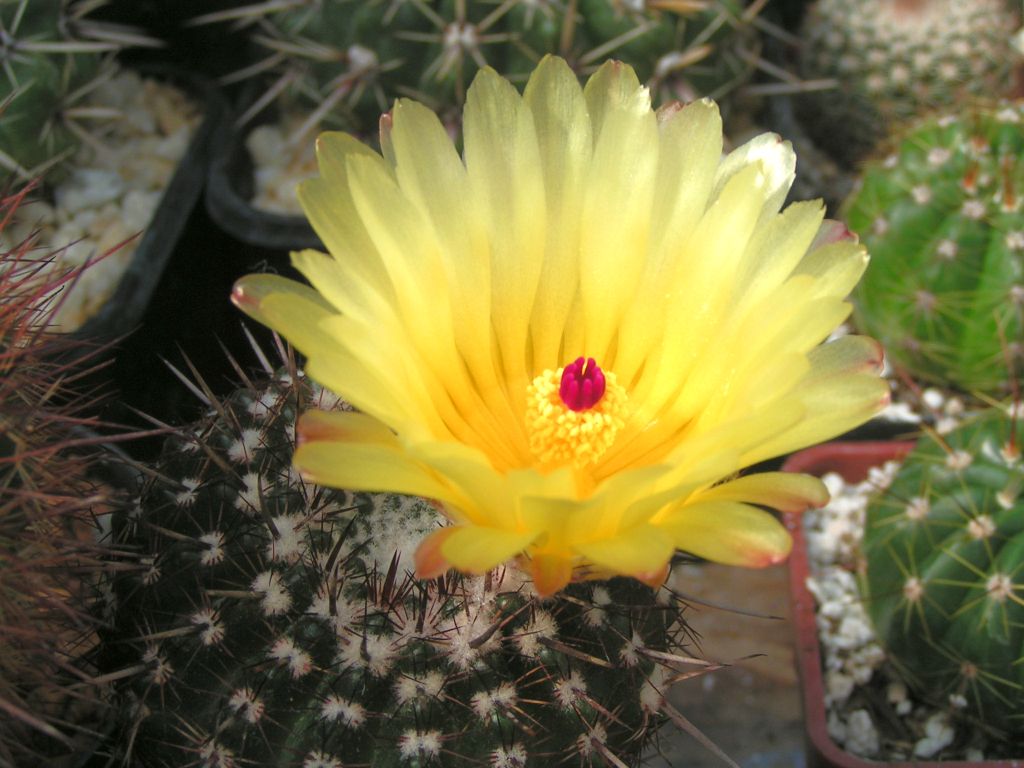 Notocactus mammulosus v. brasiliensis